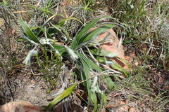 Hypoxis stellipilis