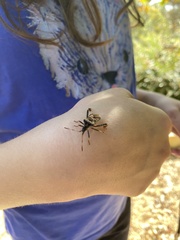 Leptoglossus clypealis