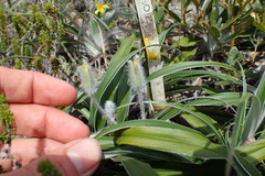 Hypoxis stellipilis