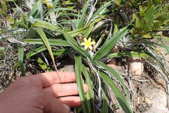 Hypoxis stellipilis