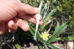 Hypoxis stellipilis