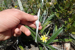 Hypoxis stellipilis