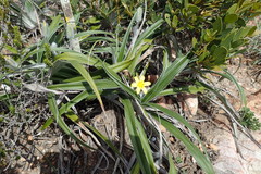 Hypoxis stellipilis