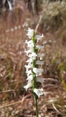 Spiranthes cernua