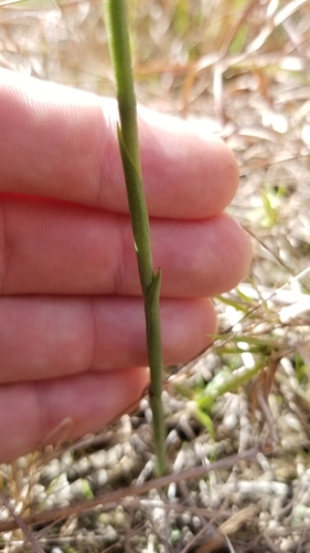 Spiranthes cernua, photograph 1