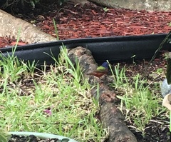 Passerina ciris image