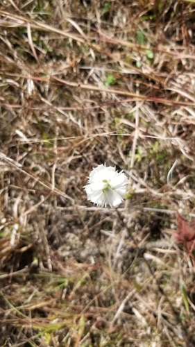 Spiranthes cernua, photograph 2
