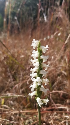Spiranthes cernua, photograph 3