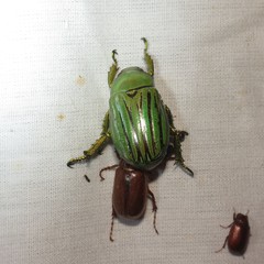 Chrysina gloriosa