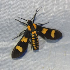 Phoenicoprocta hampsonii