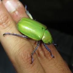 Chrysina beyeri