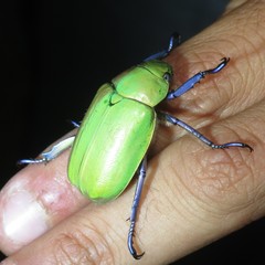 Chrysina beyeri
