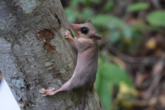 Gray Mouse Opossum photo 3