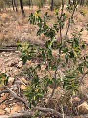 Petalostigma