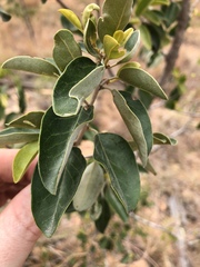 Petalostigma