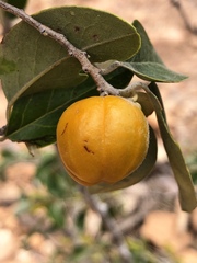 Petalostigma