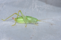 Cyrtaspis scutata