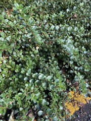 Ceanothus gloriosus