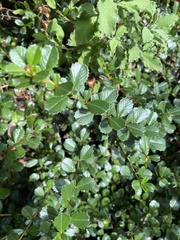 Ceanothus gloriosus