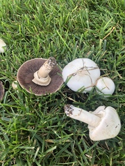 Xanthodermatei
