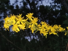 Solidago decurrens