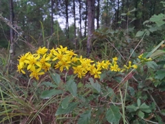 Solidago decurrens