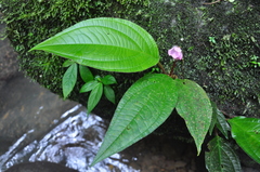 Monolena multiflora