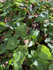 Epimedium