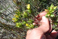 Gnidia styphelioides