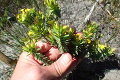 Gnidia styphelioides