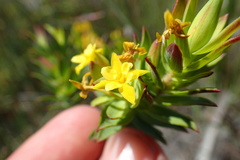 Gnidia styphelioides