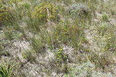 Gnidia styphelioides