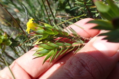 Gnidia styphelioides