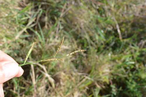 Image of Paspalum denticulatum by (c) Dan Johnson, some rights reserved (CC BY)