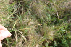 Paspalum denticulatum
