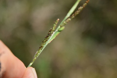Paspalum denticulatum