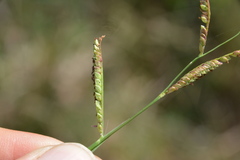 Paspalum denticulatum