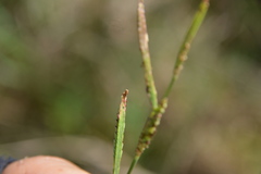 Paspalum denticulatum