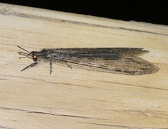 Vella fallax