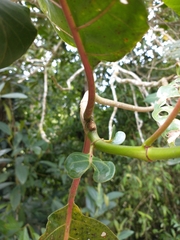 Ladenbergia oblongifolia
