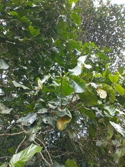 Ladenbergia oblongifolia