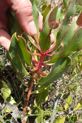Protea foliosa