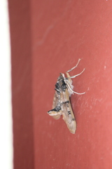 Laniifera cyclades