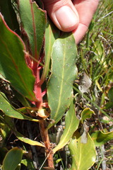 Protea foliosa
