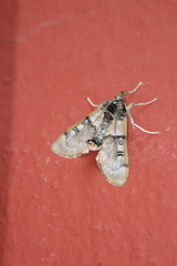 Laniifera cyclades