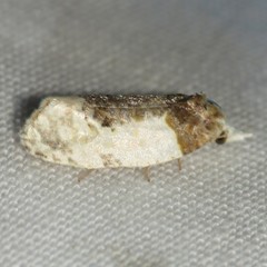 Henricus edwardsiana