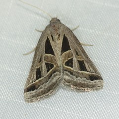 Callistege diagonalis