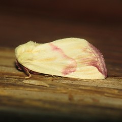 Thurberiphaga diffusa