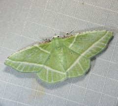 Dichorda consequaria