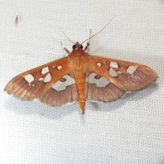 Phostria oajacalis